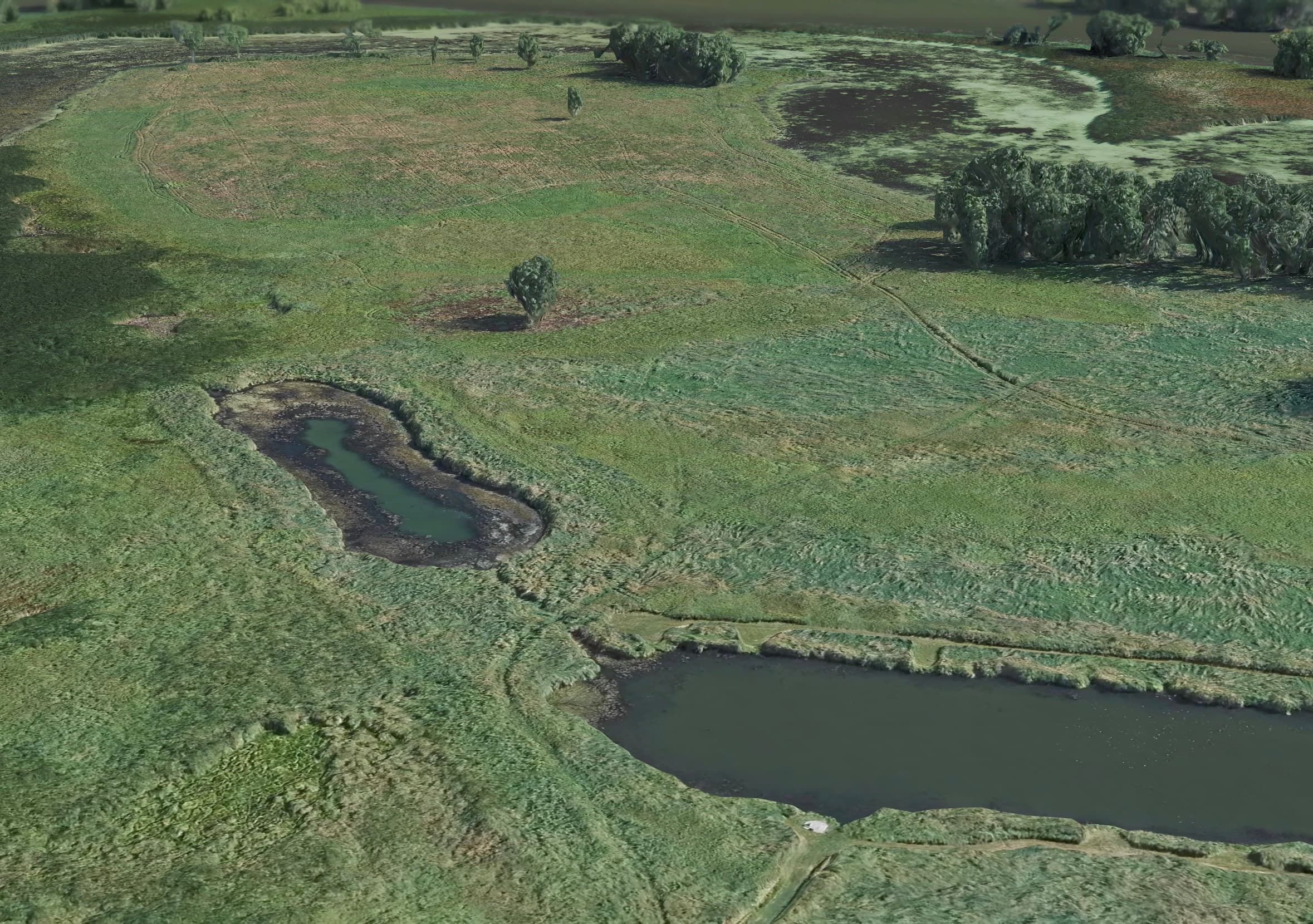 Apple Maps 3D view of the trees in question.